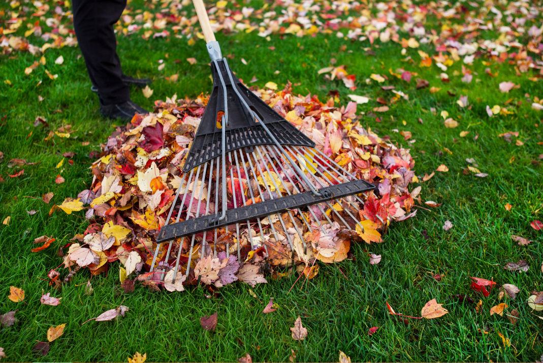 Fall Lawn Care Essentials: Prepare Your Yard for Winter with Jobsido